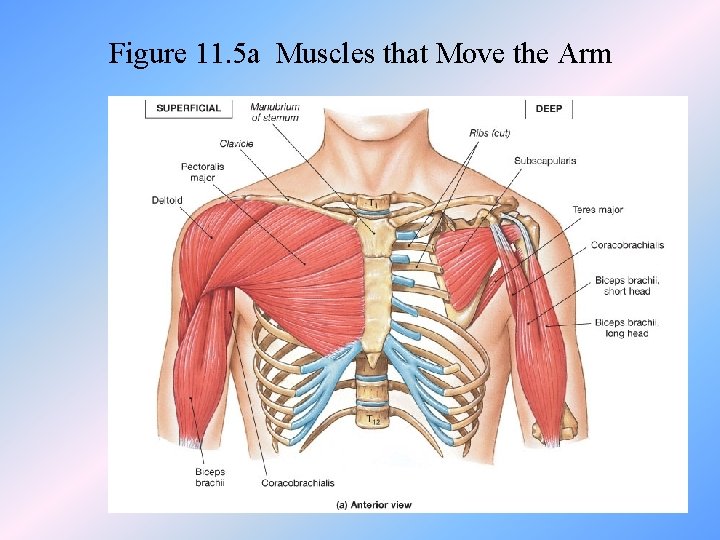 Figure 11. 5 a Muscles that Move the Arm 