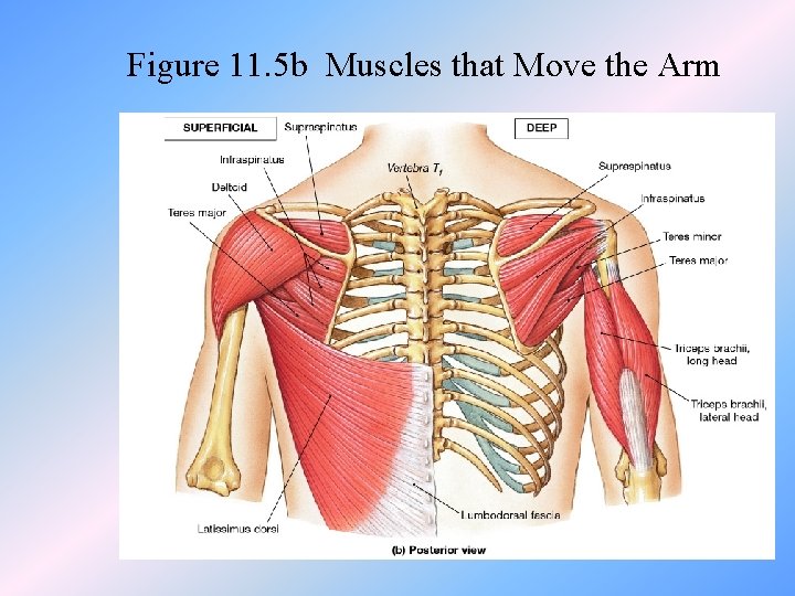 Figure 11. 5 b Muscles that Move the Arm 