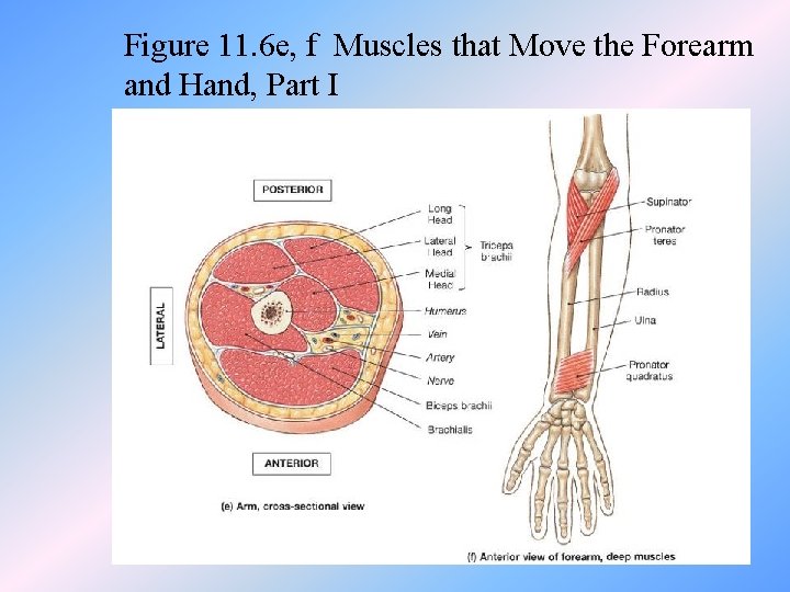 Figure 11. 6 e, f Muscles that Move the Forearm and Hand, Part I