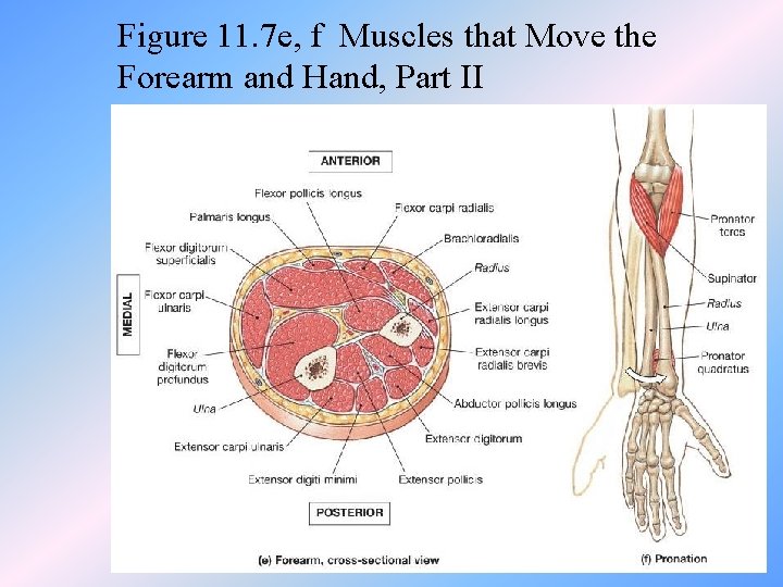 Figure 11. 7 e, f Muscles that Move the Forearm and Hand, Part II