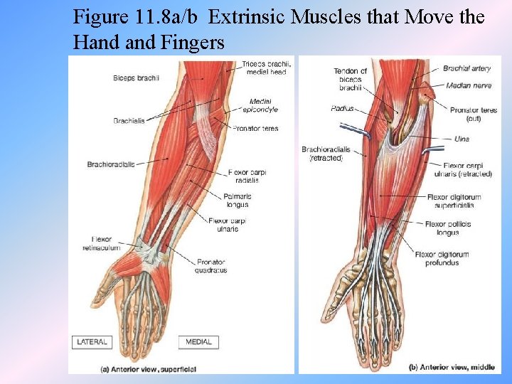 Figure 11. 8 a/b Extrinsic Muscles that Move the Hand Fingers 
