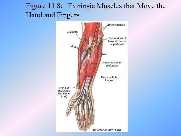 Figure 11. 8 c Extrinsic Muscles that Move the Hand Fingers 