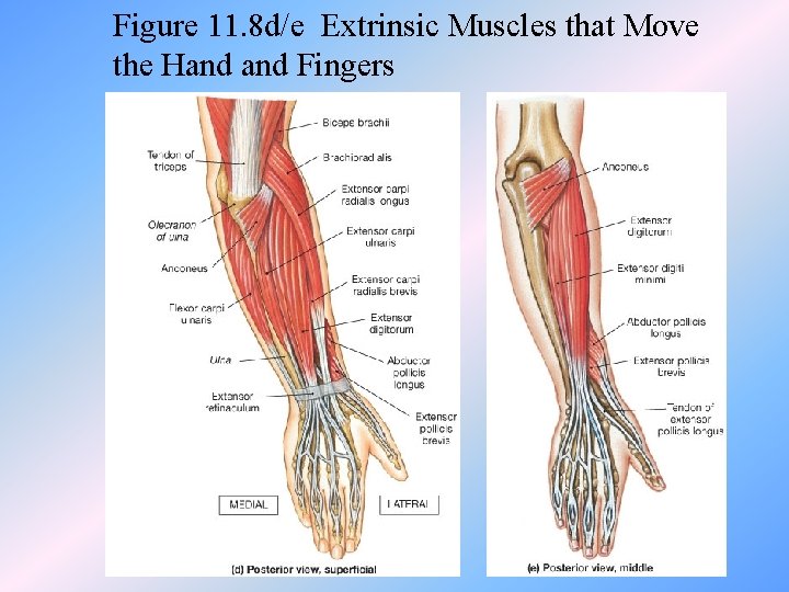 Figure 11. 8 d/e Extrinsic Muscles that Move the Hand Fingers 