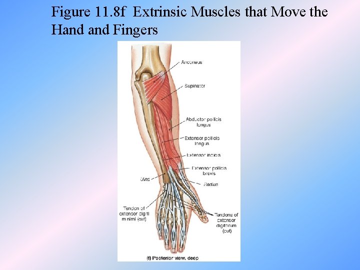 Figure 11. 8 f Extrinsic Muscles that Move the Hand Fingers 