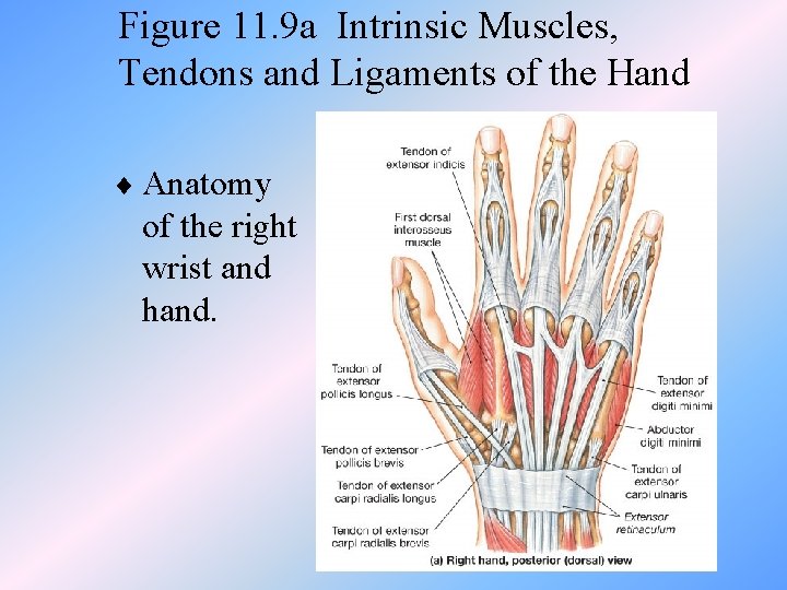 Figure 11. 9 a Intrinsic Muscles, Tendons and Ligaments of the Hand ¨ Anatomy