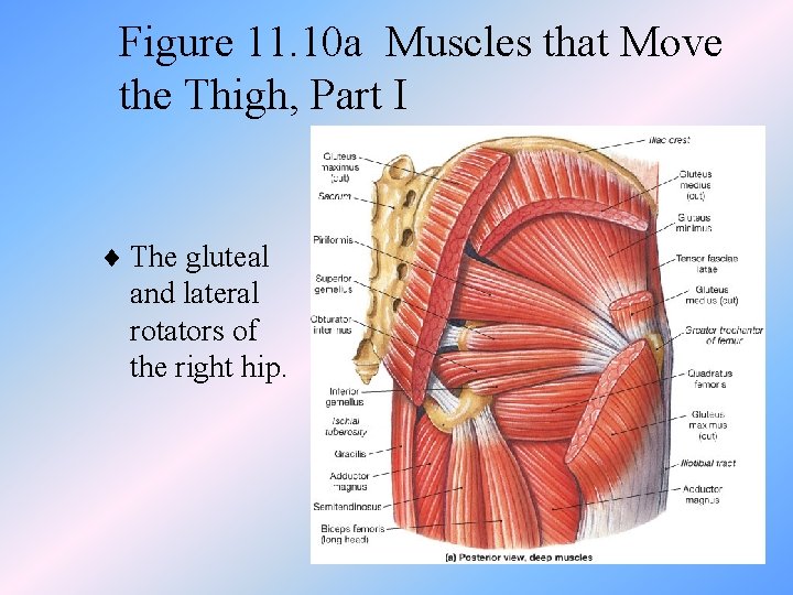 Figure 11. 10 a Muscles that Move the Thigh, Part I ¨ The gluteal