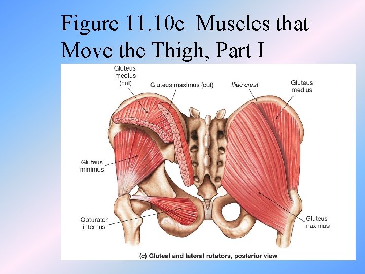 Figure 11. 10 c Muscles that Move the Thigh, Part I 