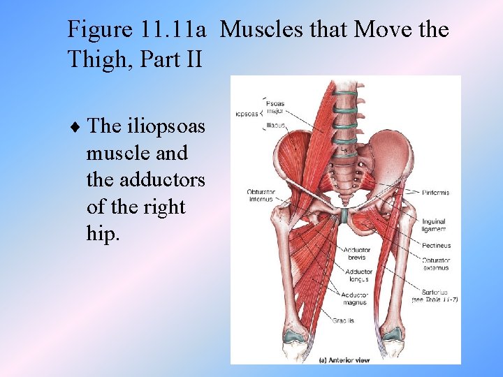 Figure 11. 11 a Muscles that Move the Thigh, Part II ¨ The iliopsoas