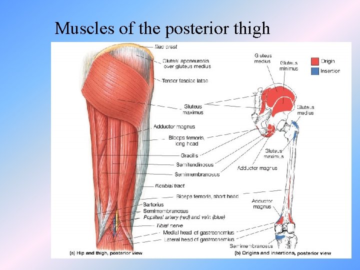 Muscles of the posterior thigh 