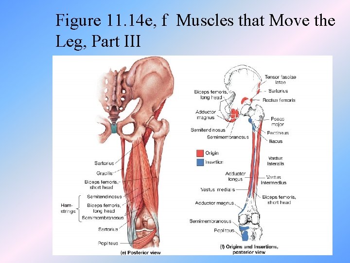 Figure 11. 14 e, f Muscles that Move the Leg, Part III 