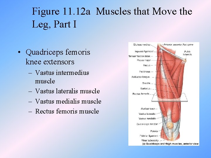 Figure 11. 12 a Muscles that Move the Leg, Part I • Quadriceps femoris