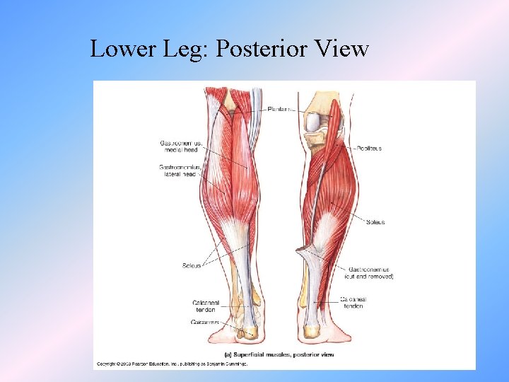 Lower Leg: Posterior View 