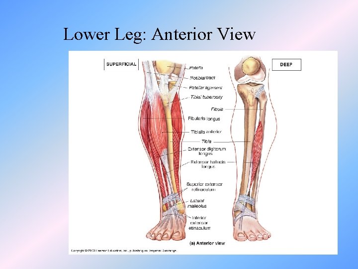 Lower Leg: Anterior View 