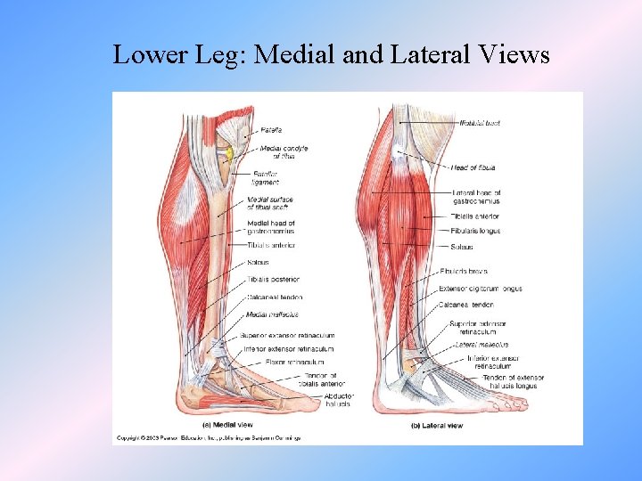 Lower Leg: Medial and Lateral Views 