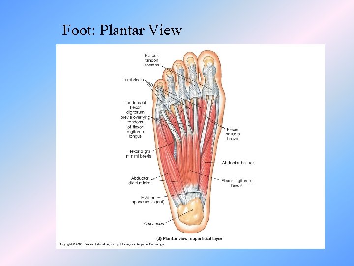 Foot: Plantar View 