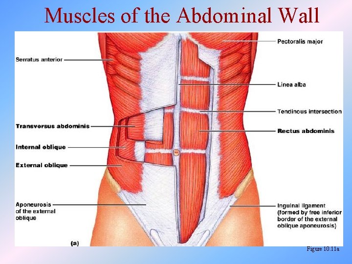 Muscles of the Abdominal Wall Figure 10. 11 a 