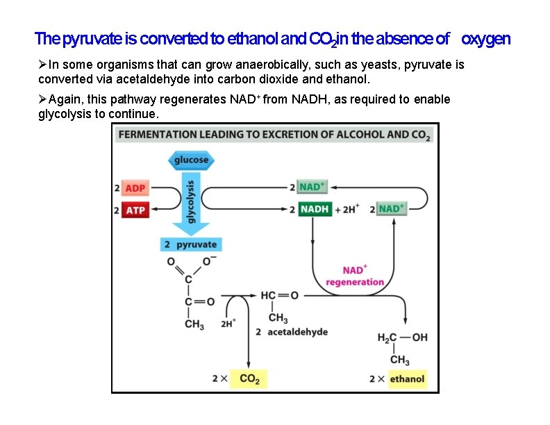 The pyruvate is converted to ethanol and CO 2 in the absence of oxygen