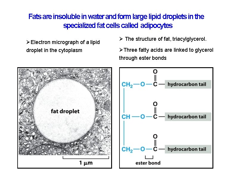 Fats are insoluble in water and form large lipid droplets in the specialized fat