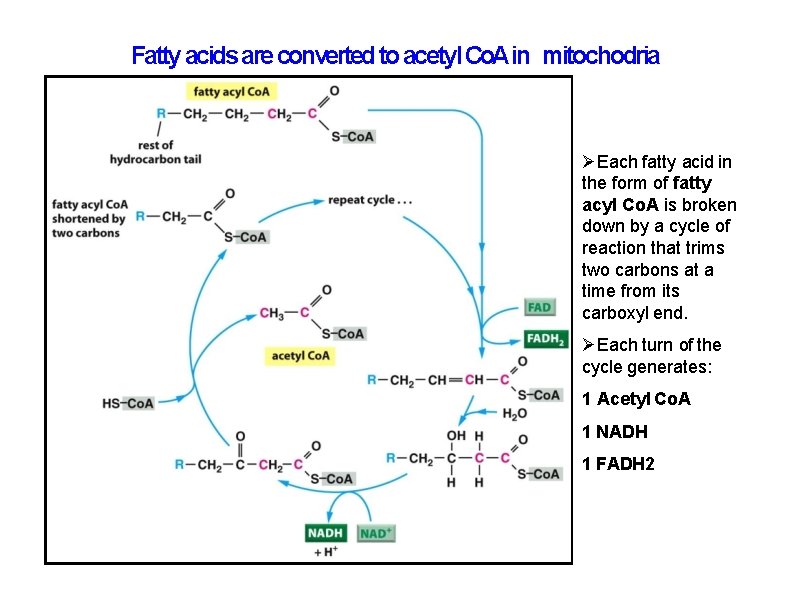 Fatty acids are converted to acetyl Co. A in mitochodria Each fatty acid in