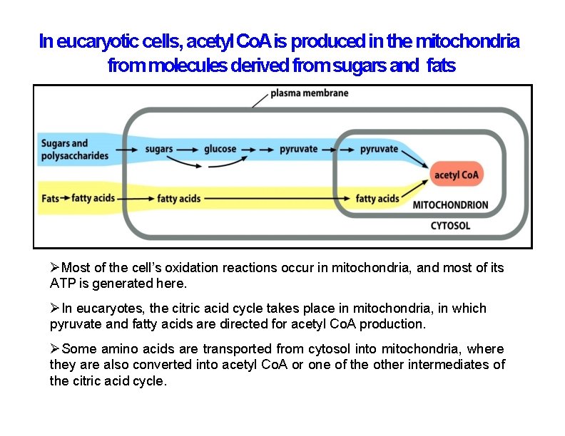 In eucaryotic cells, acetyl Co. Ais produced in the mitochondria from molecules derived from