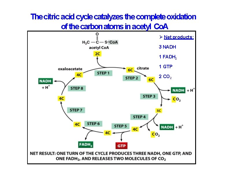 The citric acid cycle catalyzes the complete oxidation of the carbon atoms in acetyl