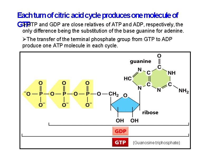 Each turn of citric acid cycle produces one molecule of GTP and GDP are