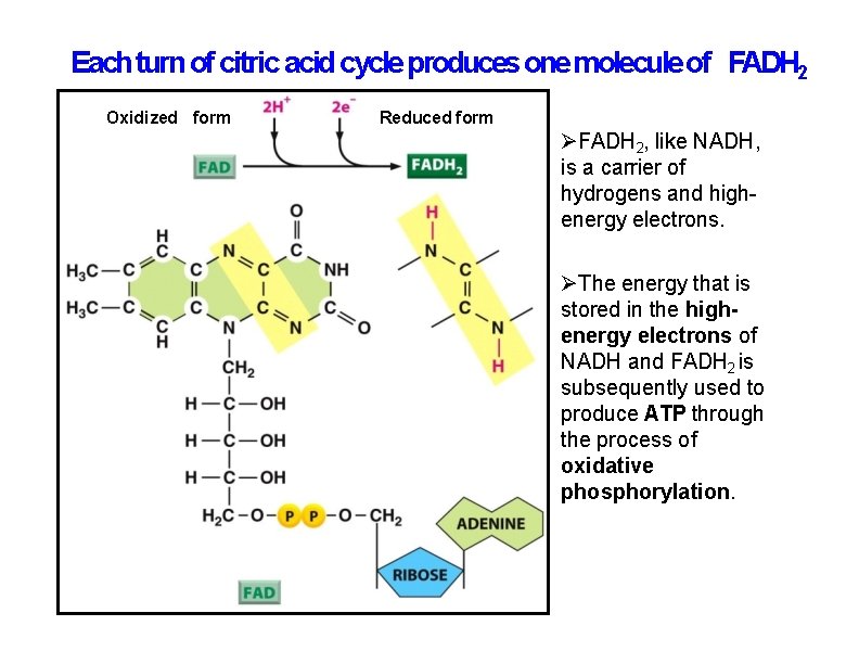 Each turn of citric acid cycle produces one molecule of FADH 2 Oxidized form