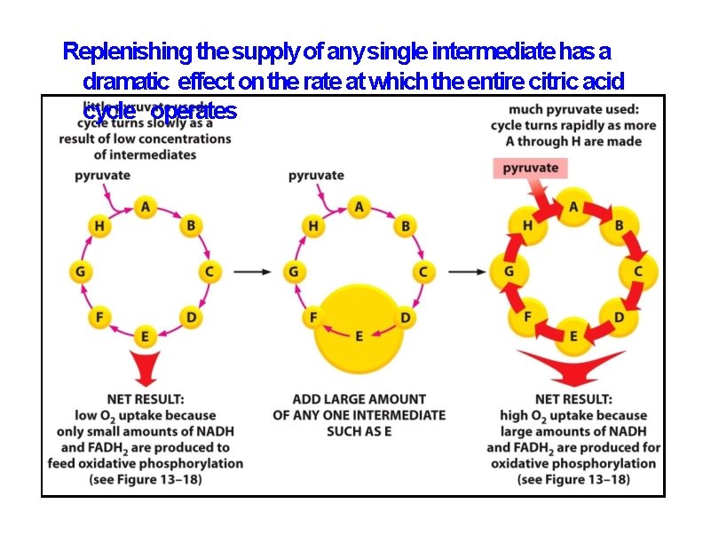 Replenishing the supply of any single intermediate has a dramatic effect on the rate