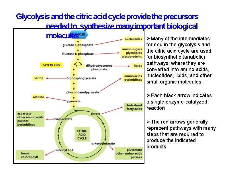 Glycolysis and the citric acid cycle provide the precursors needed to synthesize many important