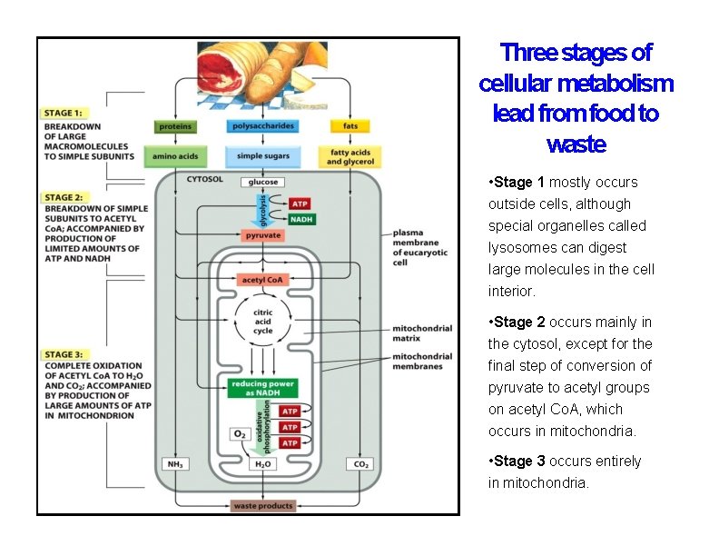 Three stages of cellular metabolism lead from food to waste • Stage 1 mostly