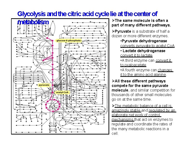 Glycolysis and the citric acid cycle lie at the center of The same molecule