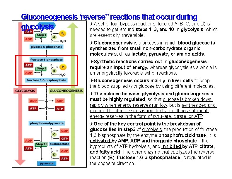Gluconeogenesis ‘reverse” reactions that occur during A set of four bypass reactions (labeled A,