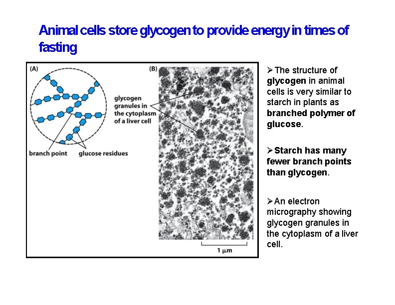 Animal cells store glycogen to provide energy in times of fasting The structure of