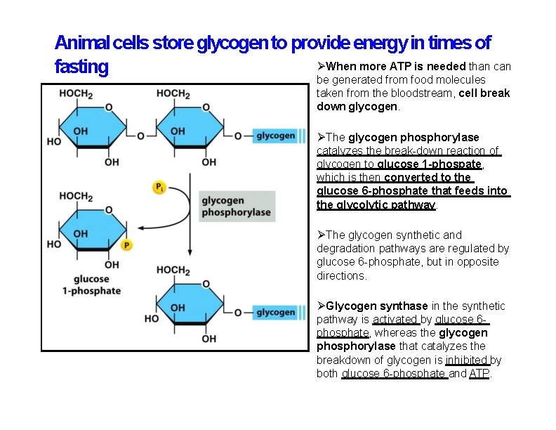 Animal cells store glycogen to provide energy in times of When more ATP is
