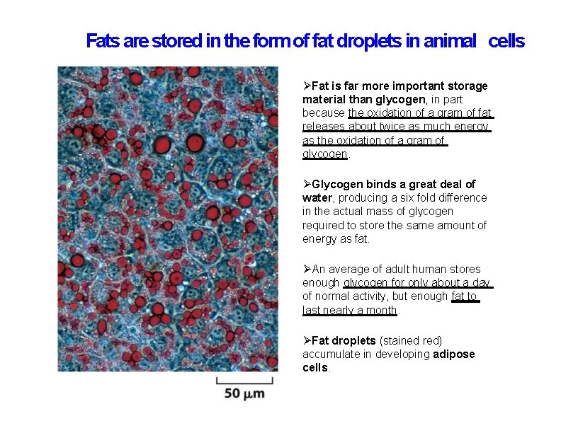 Fats are stored in the form of fat droplets in animal cells Fat is