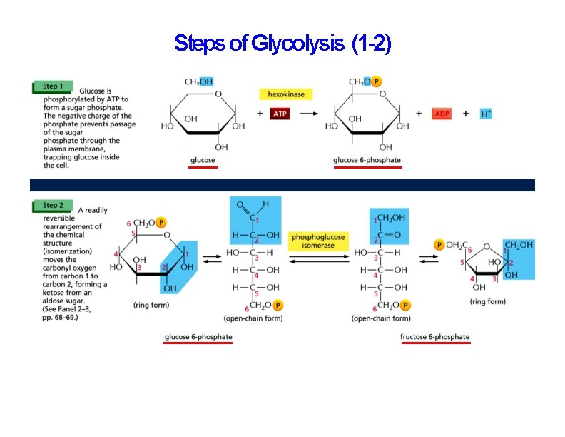 Steps of Glycolysis (1 -2) 