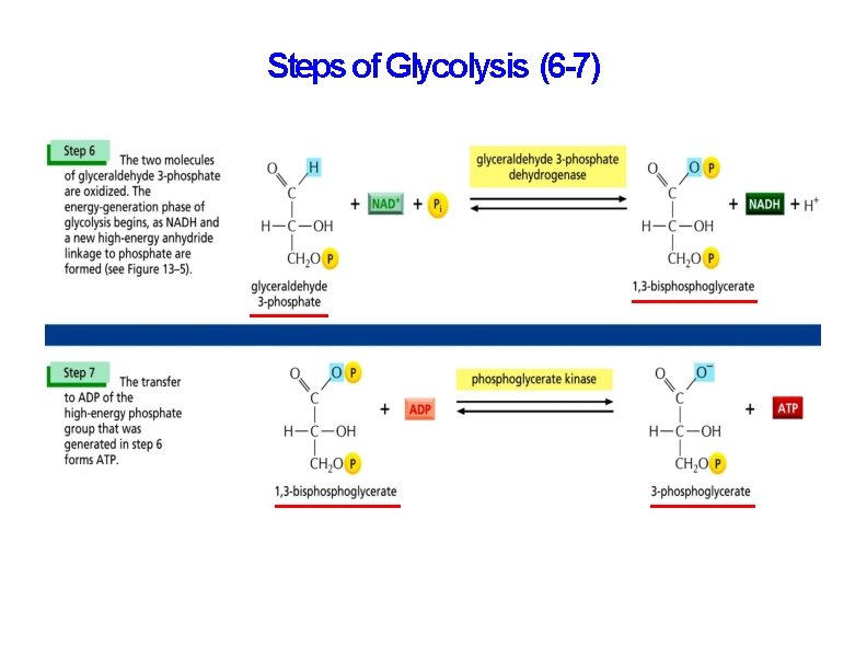 Which Of The Following Is A Result Of Glycolysis Cell Biology Glycolysis and The Citric Acid Cycle