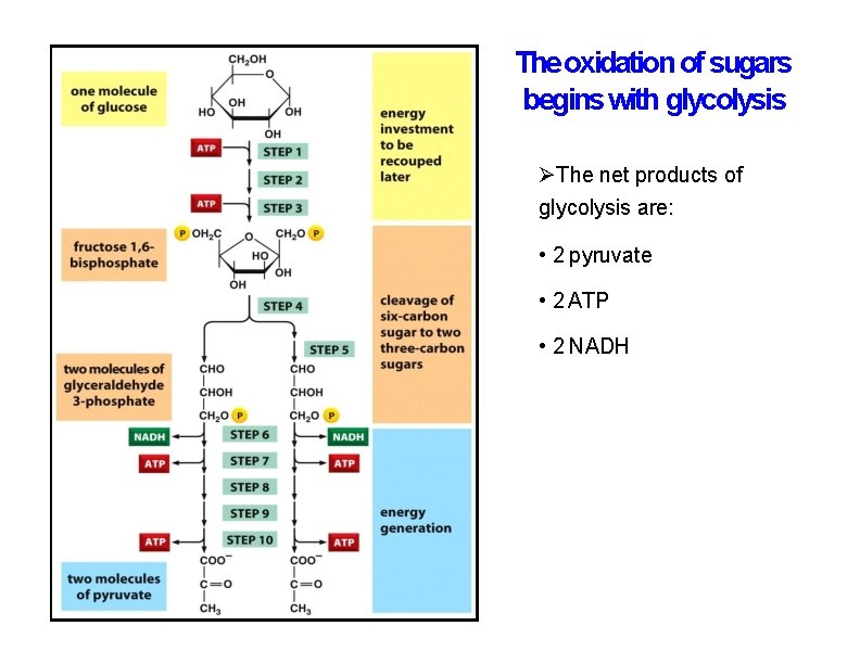 The oxidation of sugars begins with glycolysis The net products of glycolysis are: •