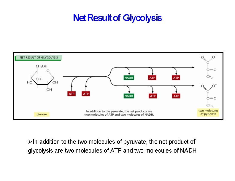 Net Result of Glycolysis In addition to the two molecules of pyruvate, the net