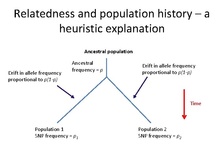 Relatedness and population history – a heuristic explanation Ancestral population Drift in allele frequency