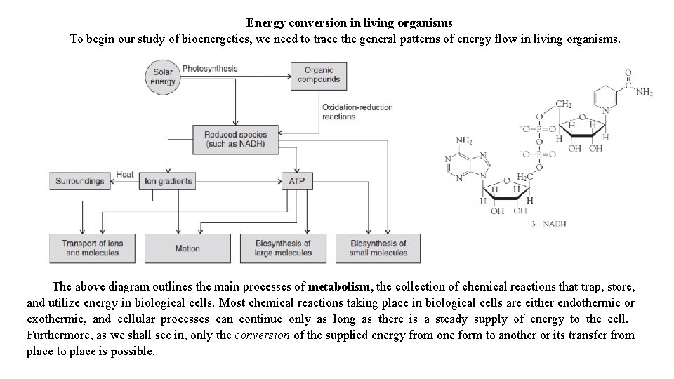 Energy conversion in living organisms To begin our study of bioenergetics, we need to