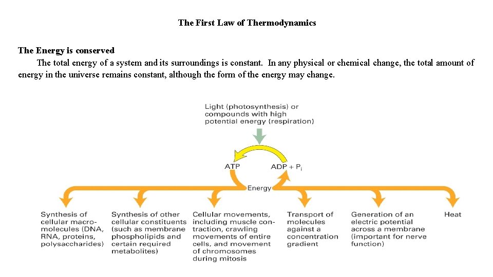 The First Law of Thermodynamics The Energy is conserved The total energy of a