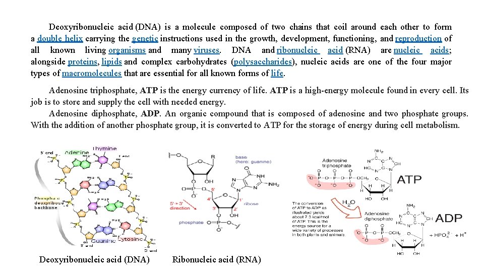 Deoxyribonucleic acid (DNA) is a molecule composed of two chains that coil around each