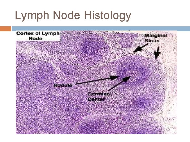 Lymph Node Histology 