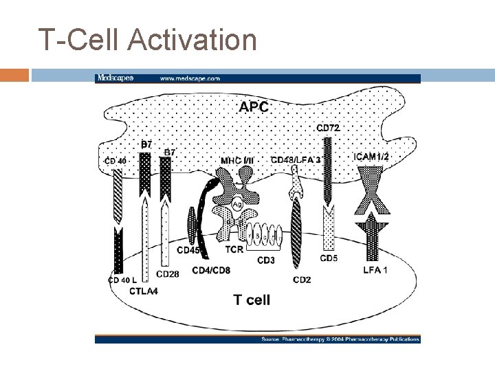 T-Cell Activation 