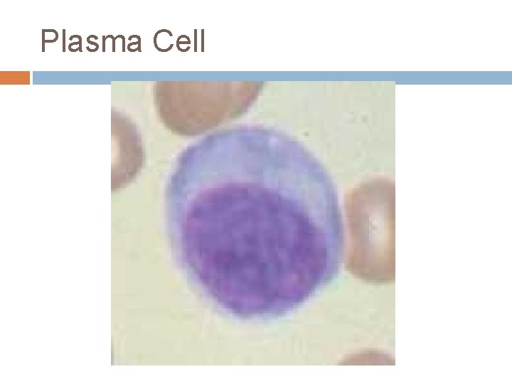 Plasma Cell 