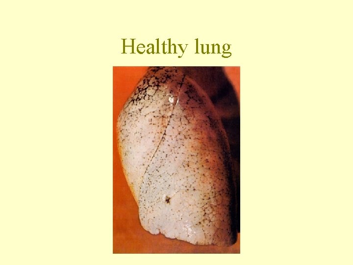 Healthy lung 
