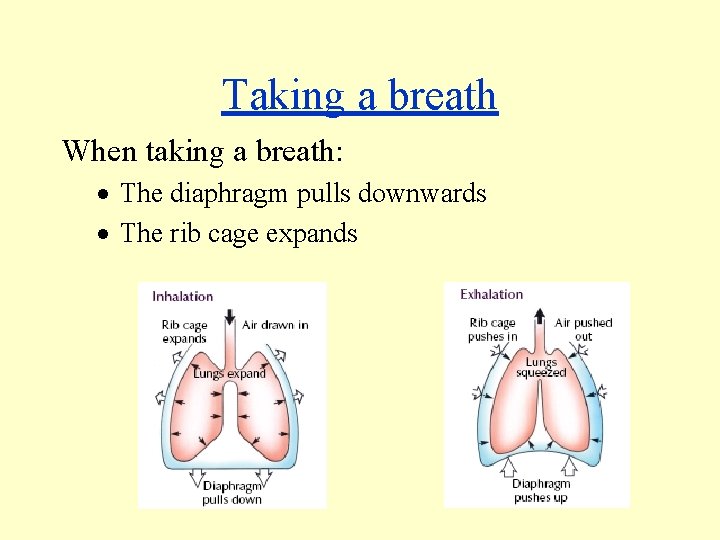 Taking a breath When taking a breath: · The diaphragm pulls downwards · The