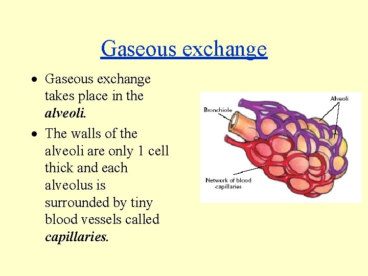 Gaseous exchange · Gaseous exchange takes place in the alveoli. · The walls of