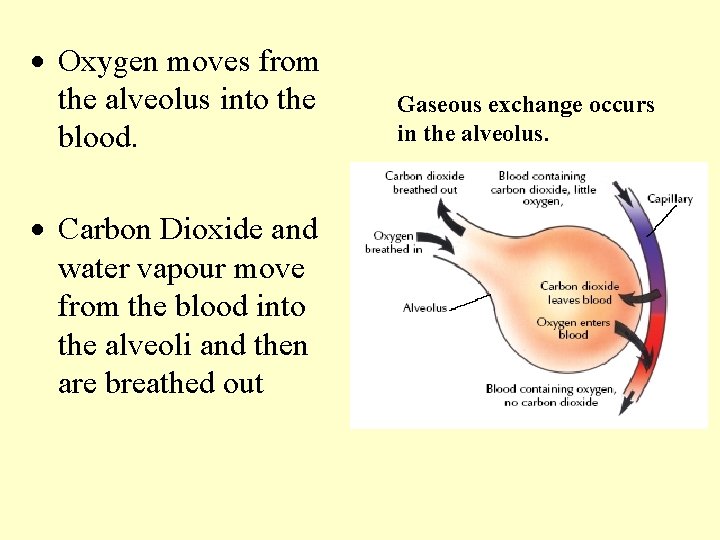 · Oxygen moves from the alveolus into the blood. · Carbon Dioxide and water